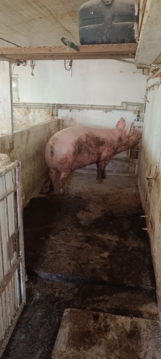 Продам свині свиноматки