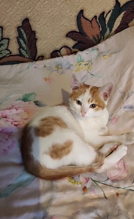 Кошенятко у хороші руки