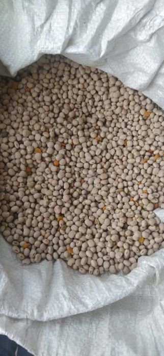 Łubin słodki,groch