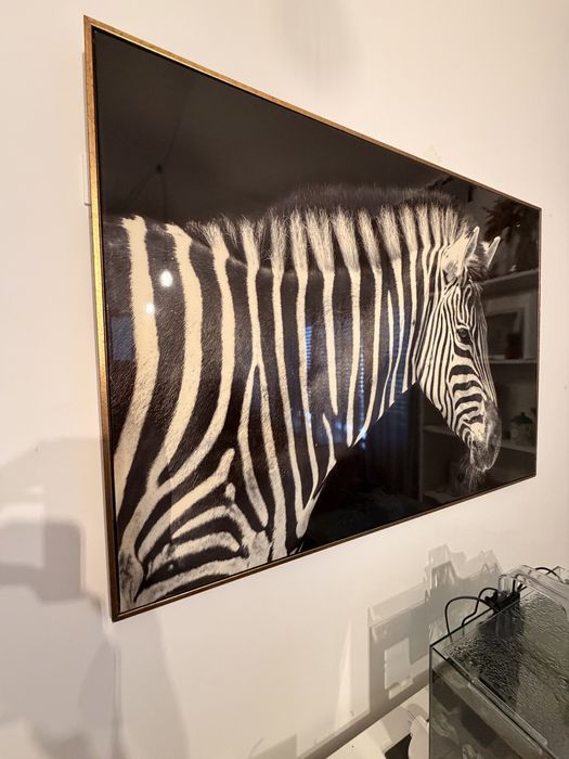 Quadro Zebra.462342082937507842