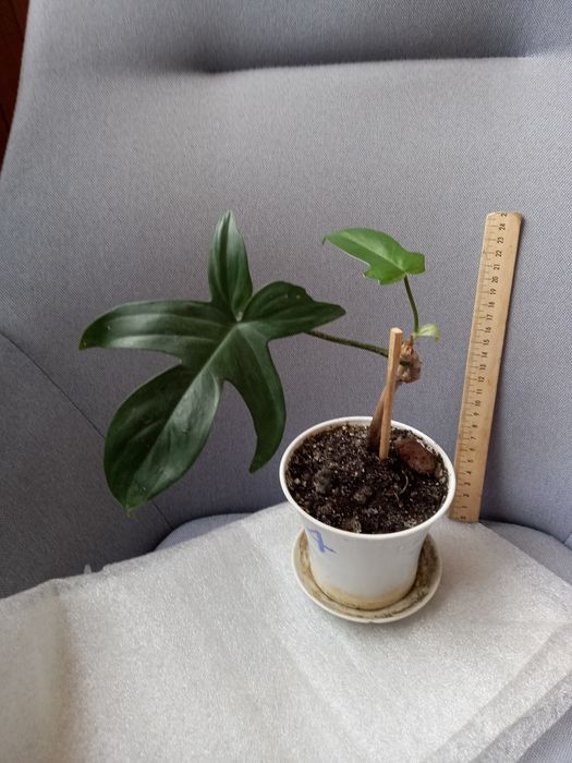 Продаю редкие філодендрони  Лайм,Расписная Леди,Флорида Альба, Ф.Гност