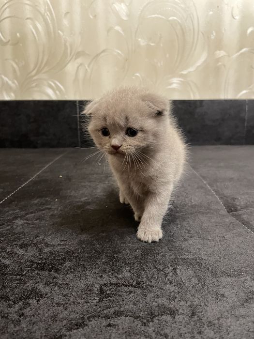 Кошеня Скоттіш-фолд