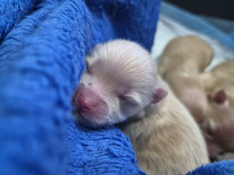 Xxs Pomeranian cream  Szpic miniaturowy,  cudowne maluszki