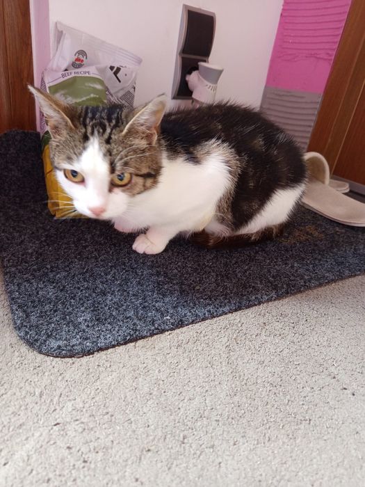 Wysterylizowana kotka szuka domu niewychodzącego