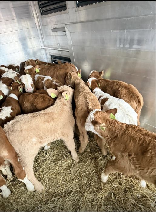 Byczki oraz jałówki mięsne