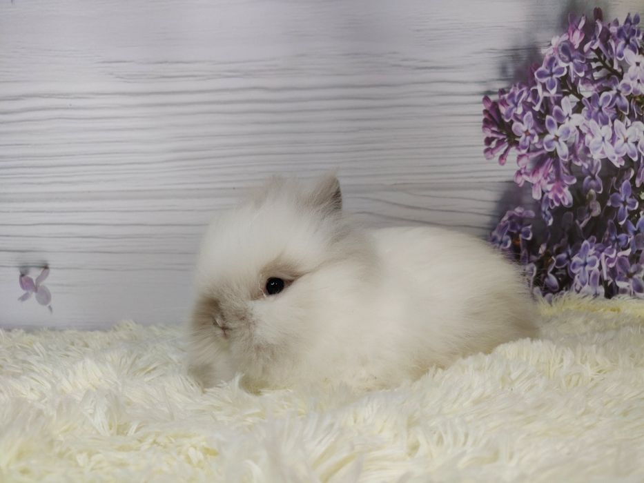 Piękne karzełki Teddy. Maluszki do rezerwacji.