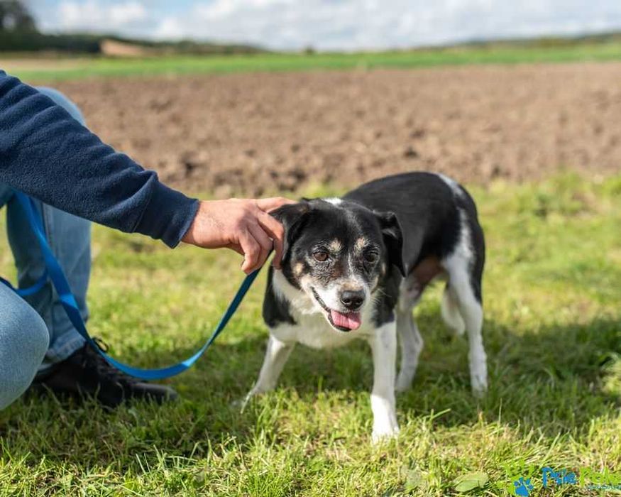 Biało-czarny milutki SIEMEK szuka kochającego domu