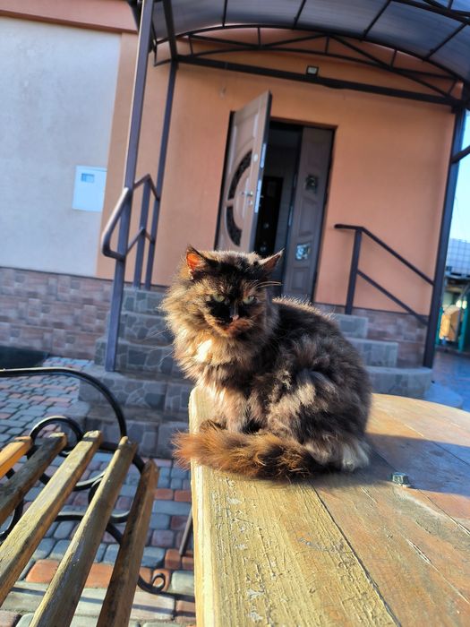 Пушинка шукає дім.   01.01.2026