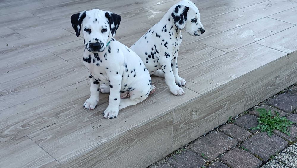 Dalmatyńczyk zapowiedź miotu (FCI)