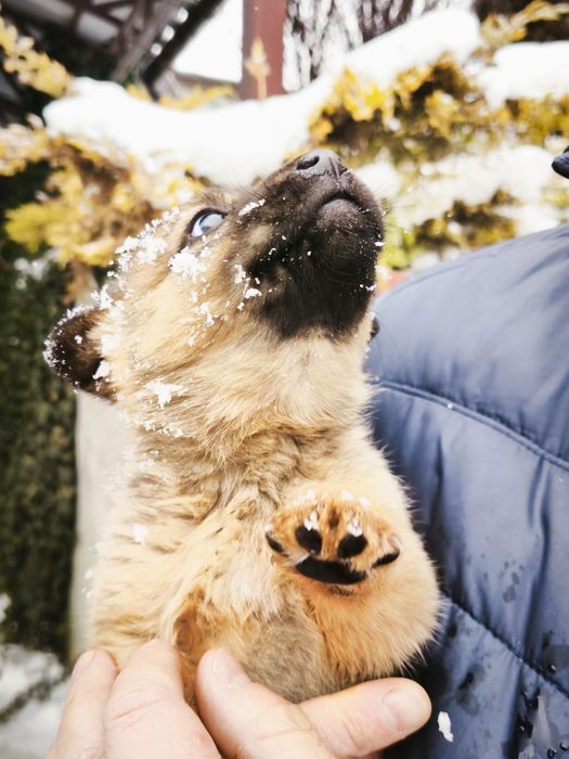 Буся Цуценя дівчинка 1 місяць