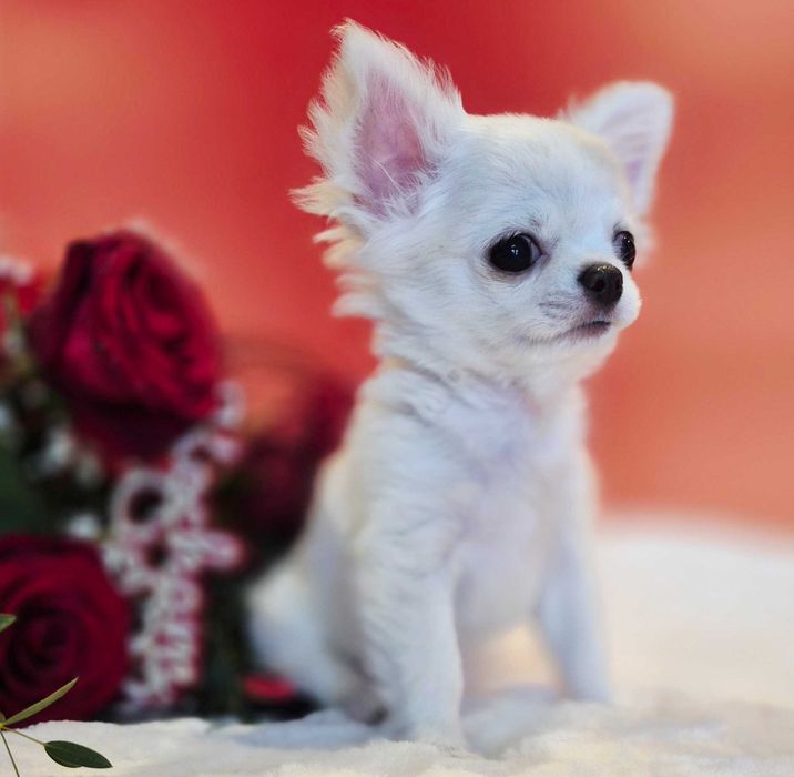 Chiuhaha Antoni xxs Z domowej Hodowli Gotowy do Odbioru