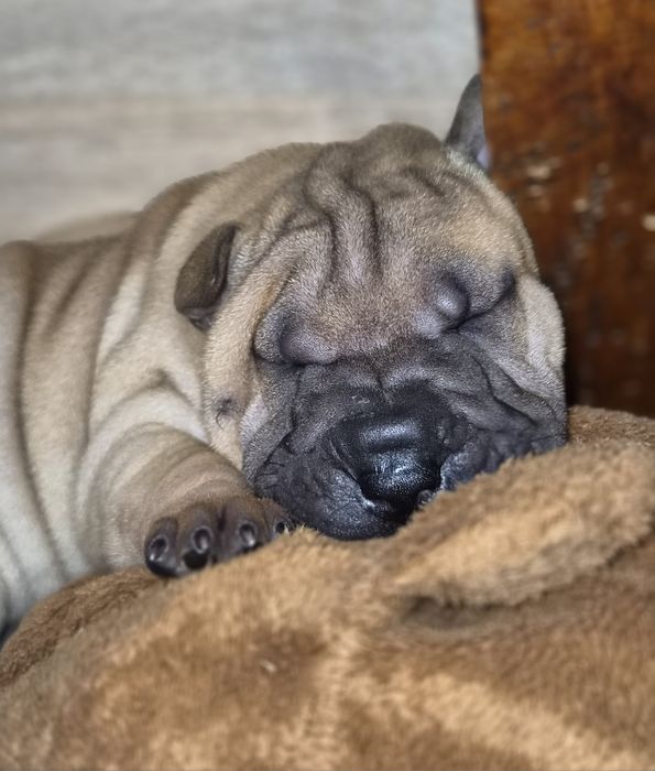 Shar pei - malutki DESIMIR rozgląda się za nowym domem*ZKwP/FCI