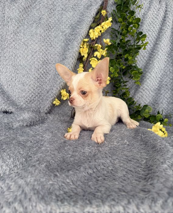 Excelente menino mini Chihuahua/Chiuaua Cabeça de Maça,Qualidad