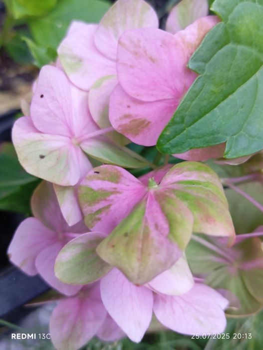 Гортензії, спірея японська