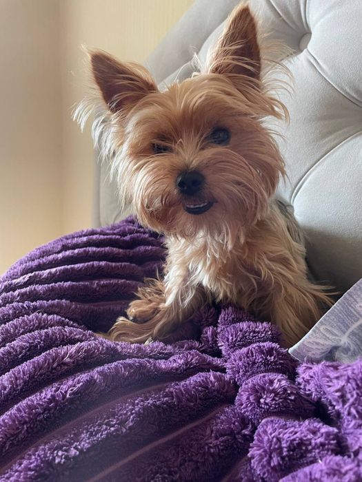 Йоркширський терьєр ( вязка)