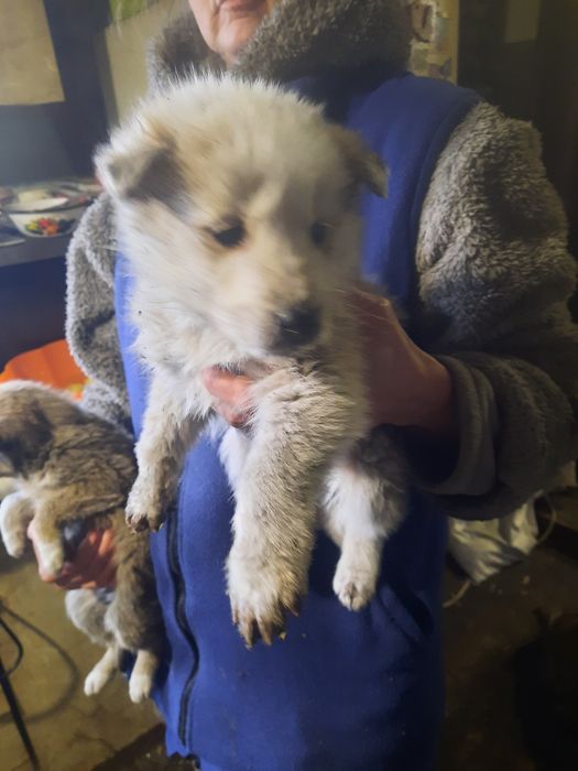 Віддам в добрі руки