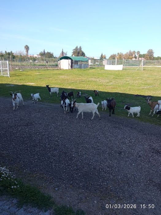 Vendo cabras anã