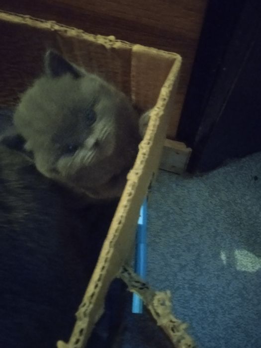 шотландские котята