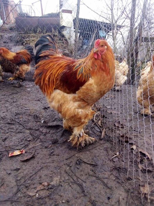 Продам інкубаційне яйце курей породи Брами