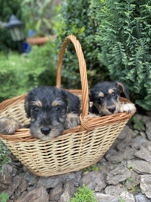 Цуценята цвергшнауцера