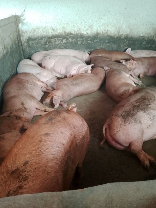 Продам великі свині