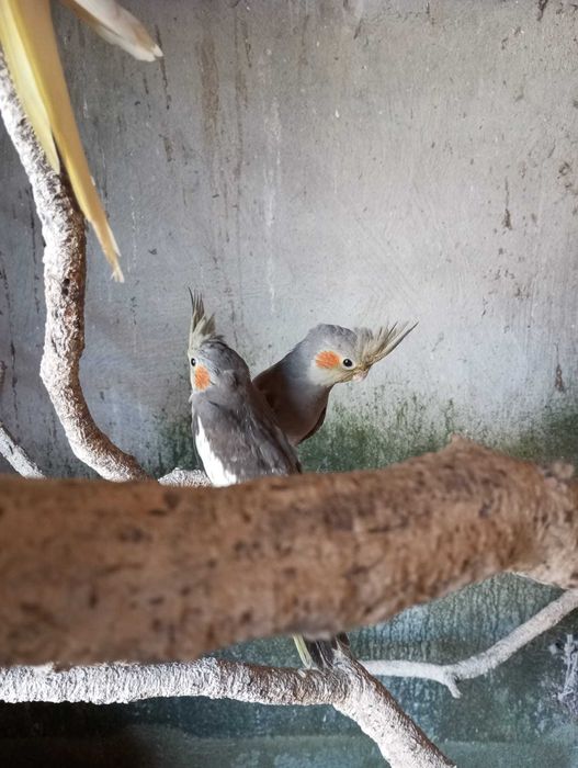 Caturras novas de  2025