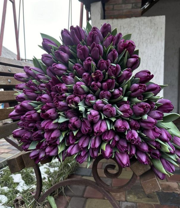 Цибулини тюльпанів на кг мікс