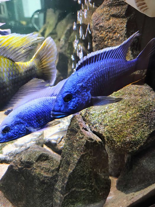 Sciaenochromis Fryeri Lazurowy Aulonocara Firefish Pyszczaki Malawi