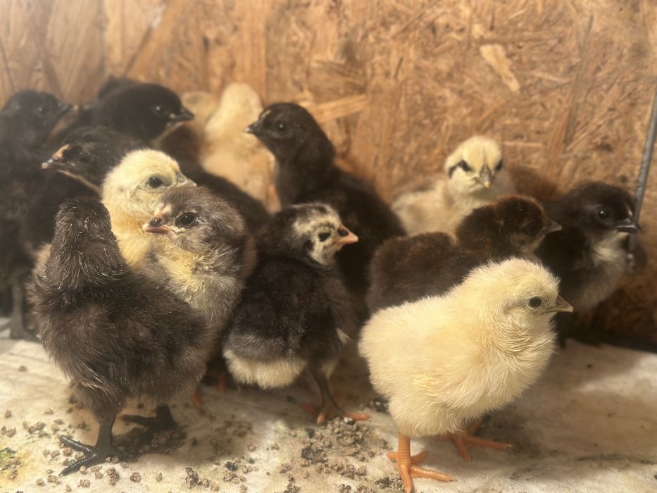 Продам цыплят, мама ломан браун и доминант а пара дакеданзи и амераукана