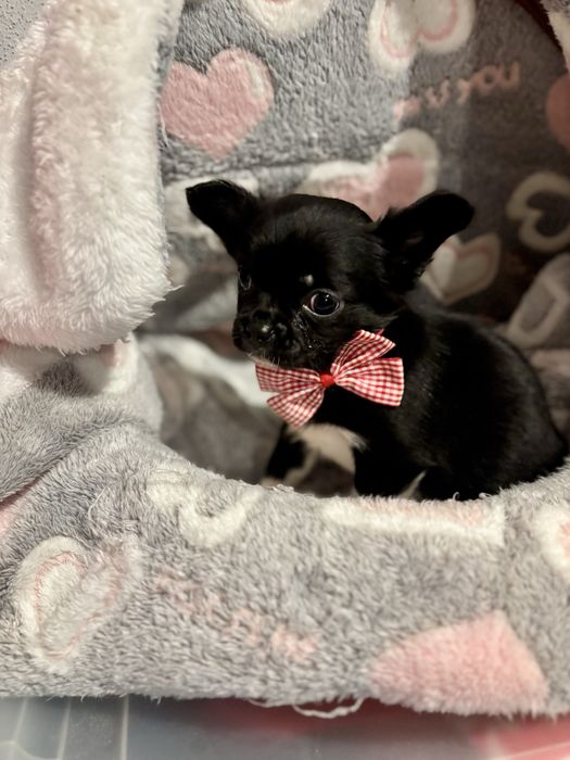 Chihuahua pelo comprido com LOP