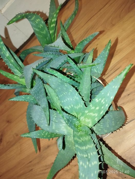 Алоє Вера з дітками