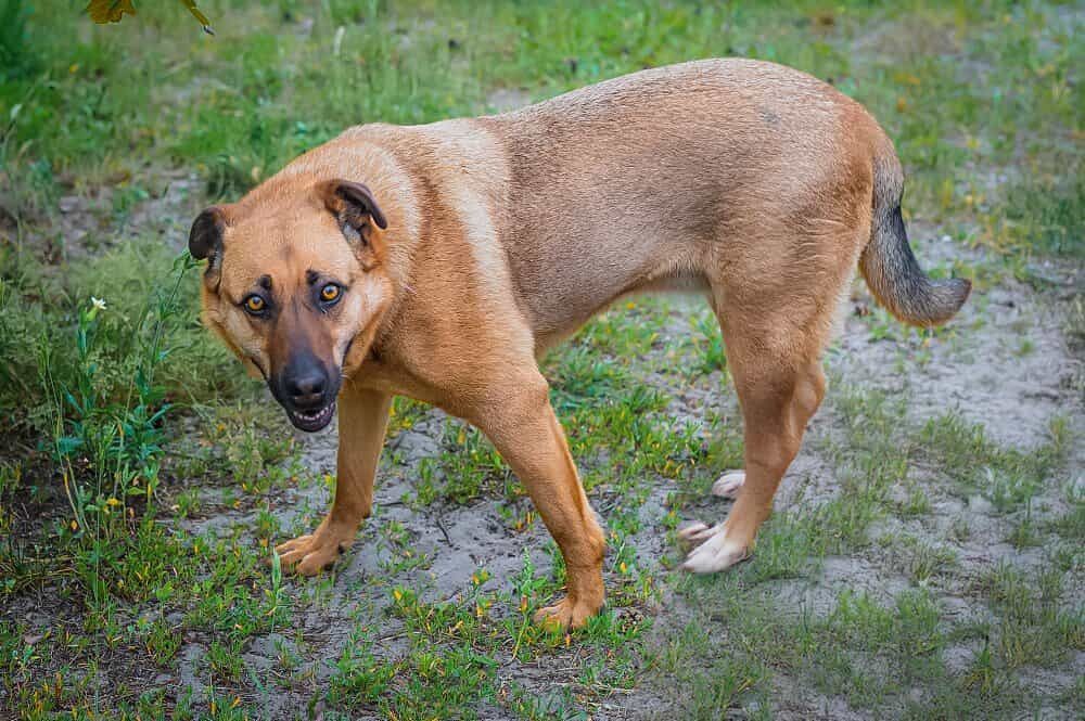 Oddam za darmo- Urocza Gajusia szuka domu