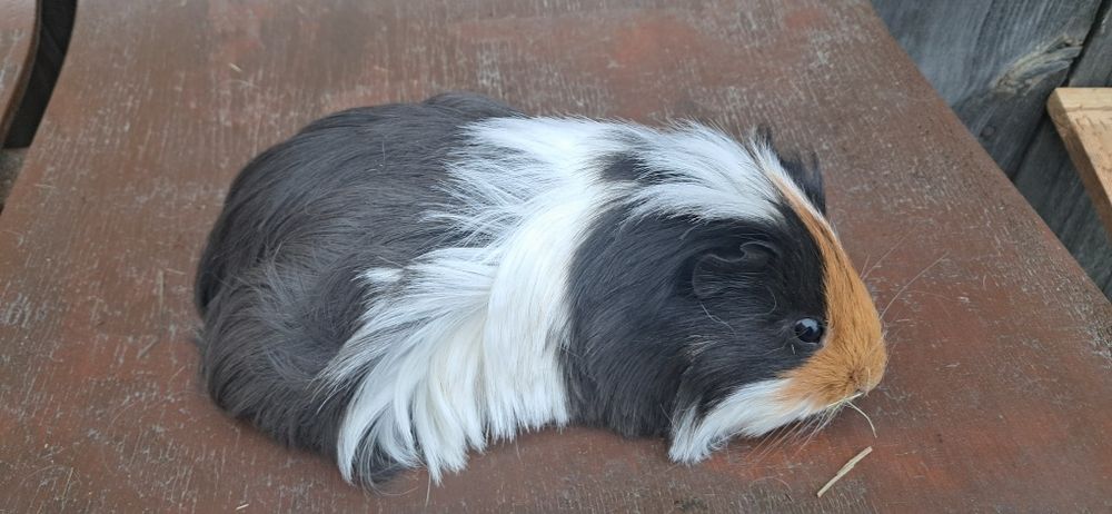 Świnki morskie samiczki, kawia domowa.