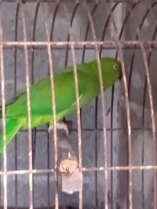 Ring Neck Fêmea 2023