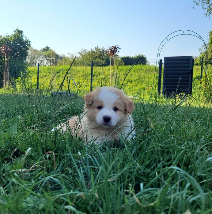Border collie ZKwP/ FCI