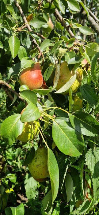Sprzedam gruszki KLAPSA (faworytka)