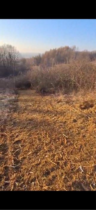 Uslugi mulczerem/ Mulczowanie/ koszenie nieużytków