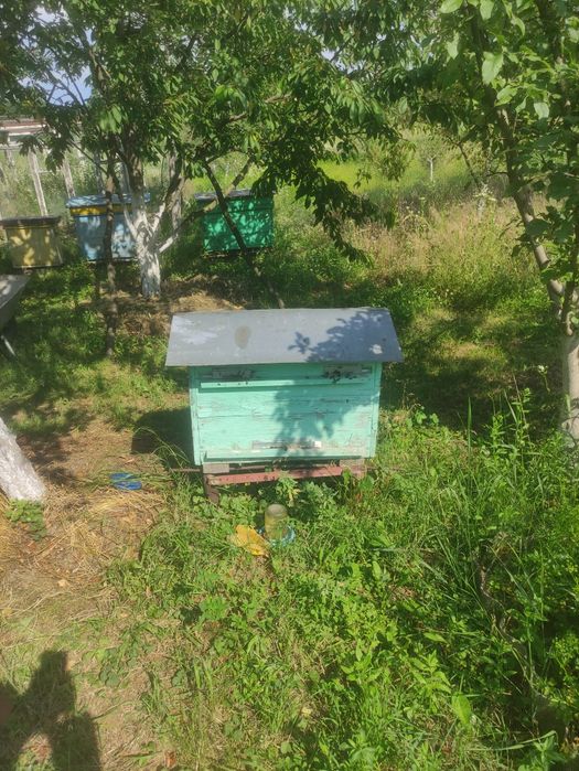 Продаю две семьи