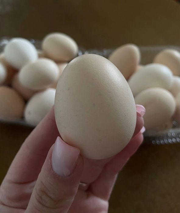 Інкубаційні яйця Китайських шовкових