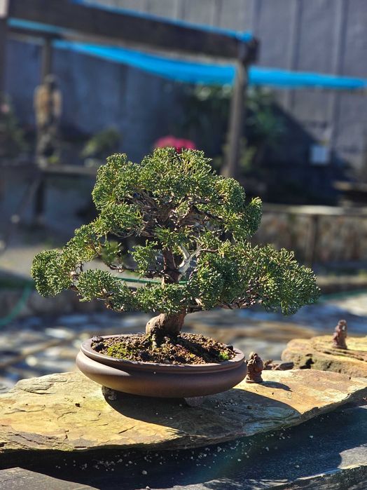 Bonsai juniperus itoigawa