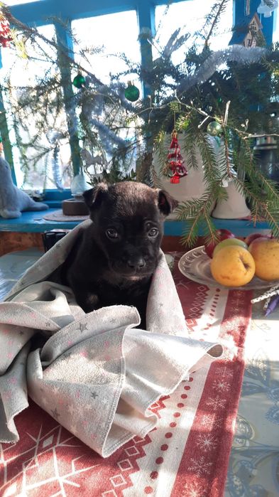 Маленький друг у добрі руки