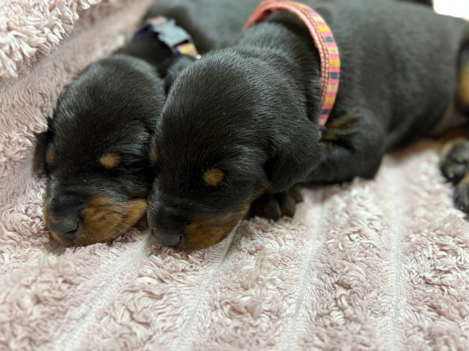 Цуцики добермана