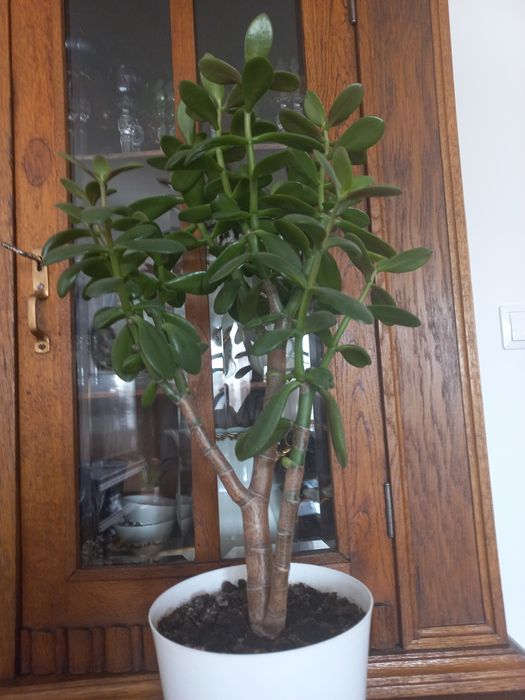 Kaktus grubosz drzewko szczescia 60 cm