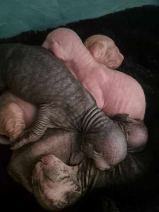 Кот сфинкс вязка