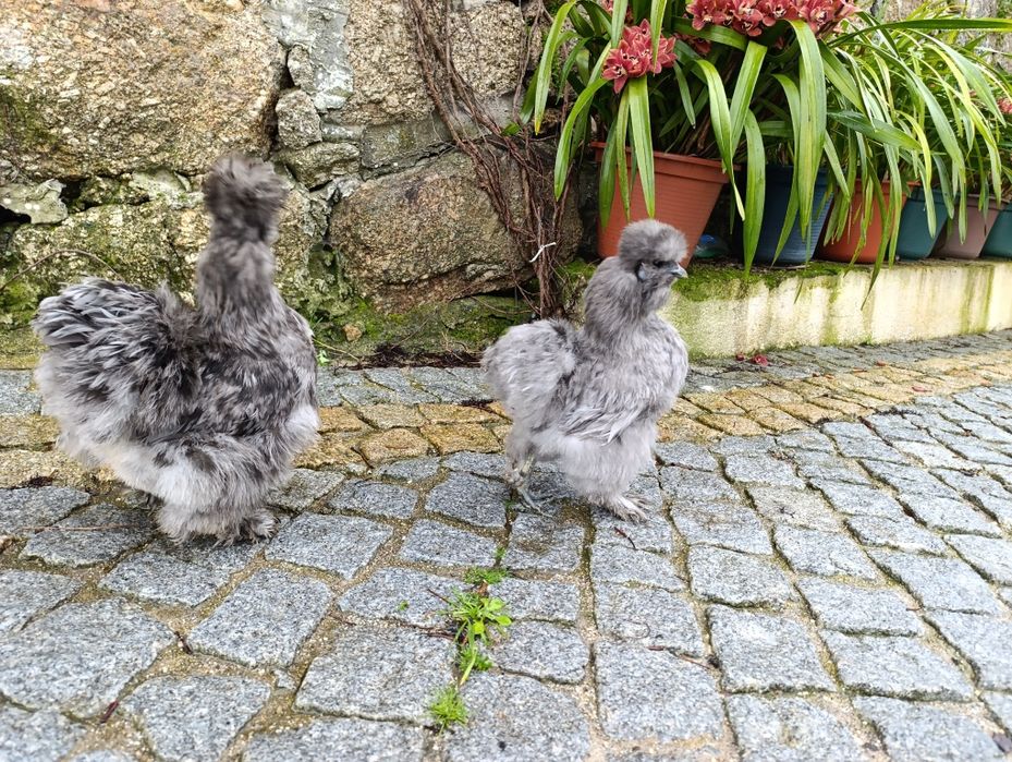 Sedosas do Japão ovos