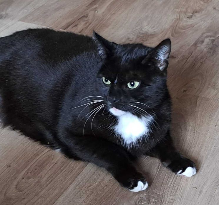 Młoda kotka szuka domu