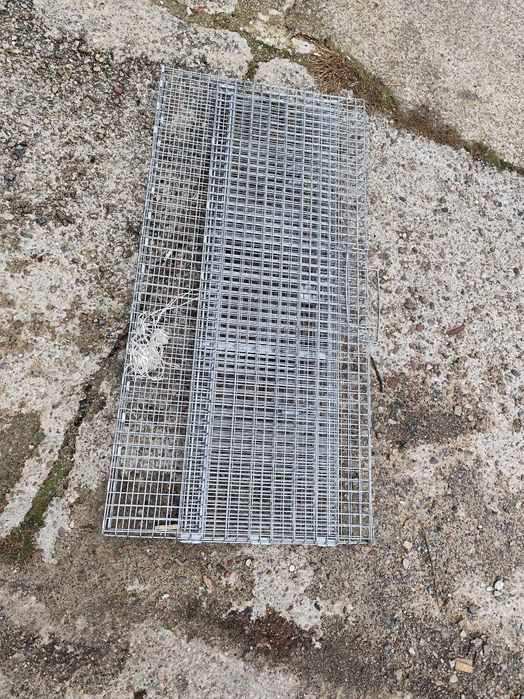 klatka pułapka dla kota