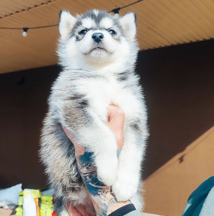 Запитуйте: хаскі  в наявності