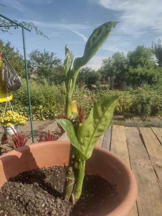 Молодые ростки деффенбахии