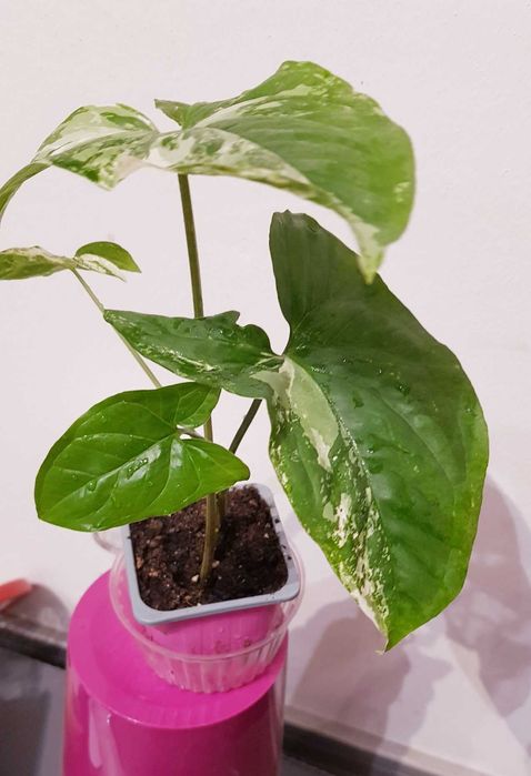Syngonium Albo Variegata Unikat kolekcjonerski 28cm Nr 2